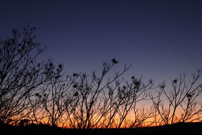 Silhouette plants against sky during sunset
