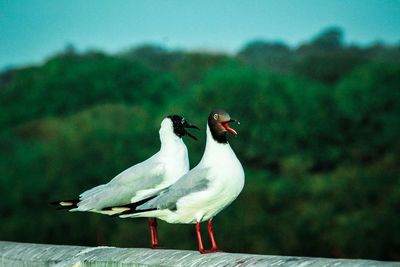 Side view of two birds perching on a tree