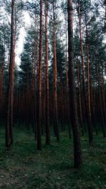 Trees in forest