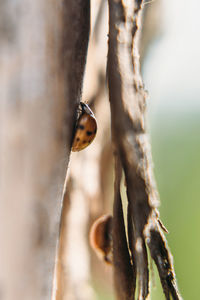 Close-up of ladybug on tree trunk