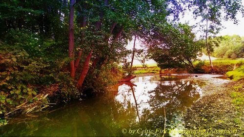 Scenic view of lake in forest
