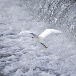 High angle view of seagull flying