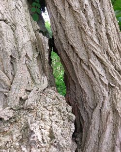 Full frame of tree trunk