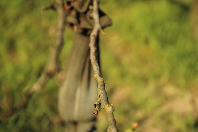 Close-up of plant against blurred background