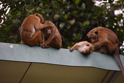 Low angle view of monkeys on roof against trees