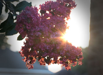 Low angle view of flowers against sky