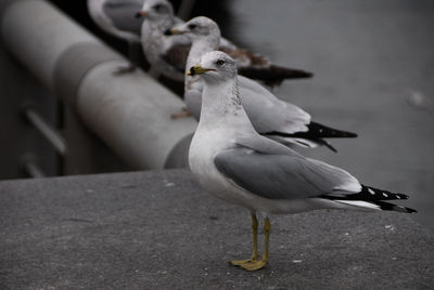 Close-up of seagull feeding
