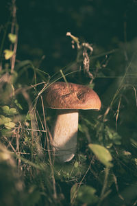 Close-up of mushroom growing on field