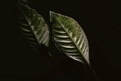 Close-up of leaf on plant against black background