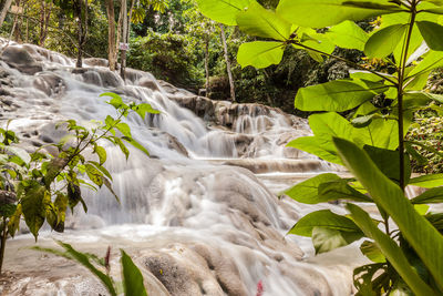 Scenic view of waterfall in forest