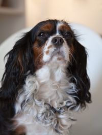 Close-up of a dog looking away