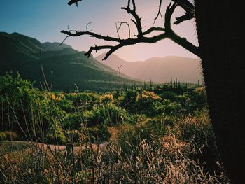 Plants growing on field against sky