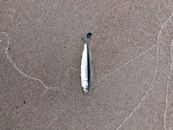 High angle view of a bird on sand