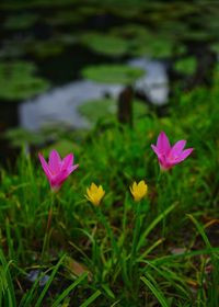 Close-up of pink crocus blooming outdoors