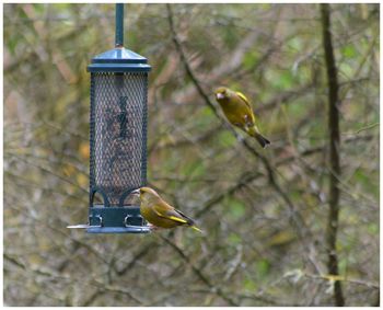 Close-up of bird perching on feeder