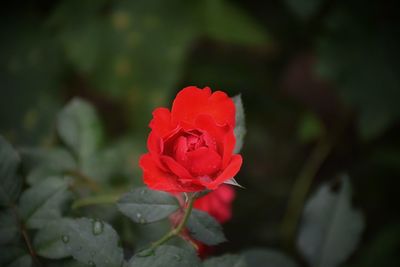 Close-up of red rose