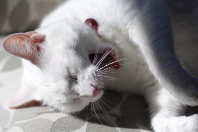Close-up of yawning cat