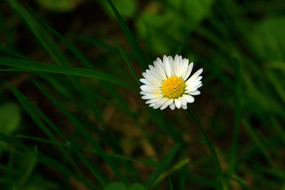 Close-up of white daisy flowers