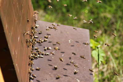 Close-up of bee on the ground