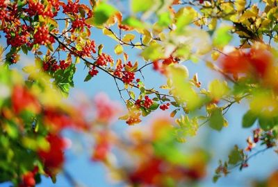 Low angle view of flowers growing on tree