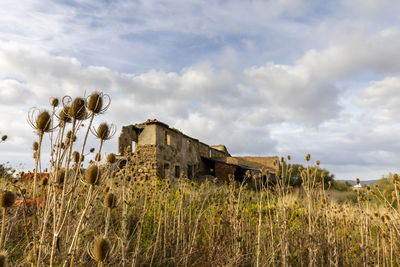 Plants growing on field against sky