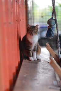 Portrait of cat sitting on wood