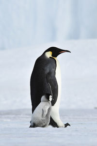 High angle view of penguins on snow