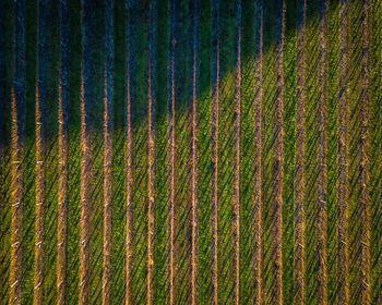 Full frame shot of plants growing on field