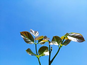 Low angle view of plant against clear blue sky