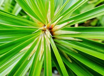 Close-up of green leaf