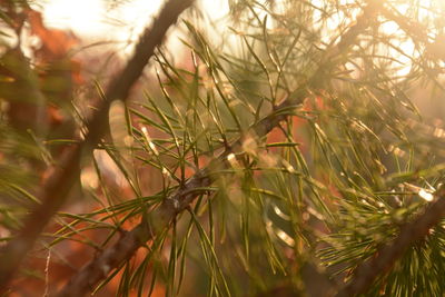 Close-up of tree branch