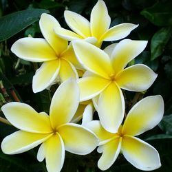 Close-up of yellow flowers