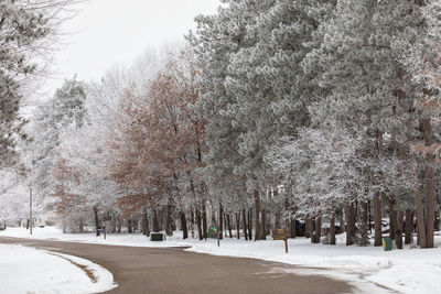 Trees on snow covered land against sky