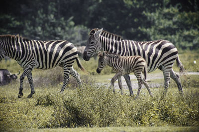 Zebras with foal walking on grassy field