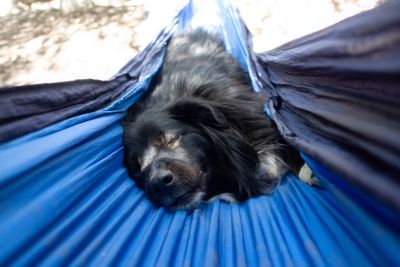 Close-up of dog sleeping