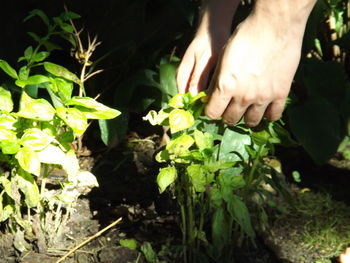 Close-up of woman holding plant