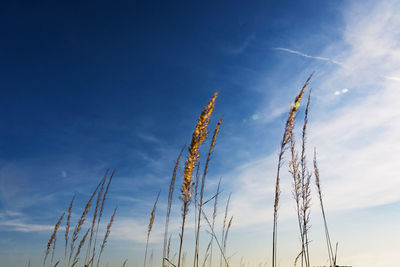 Low angle view of stalks against blue sky