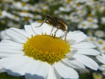 Close-up of insect on white flower