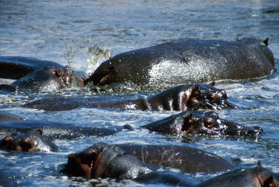 Close-up of turtle swimming in river