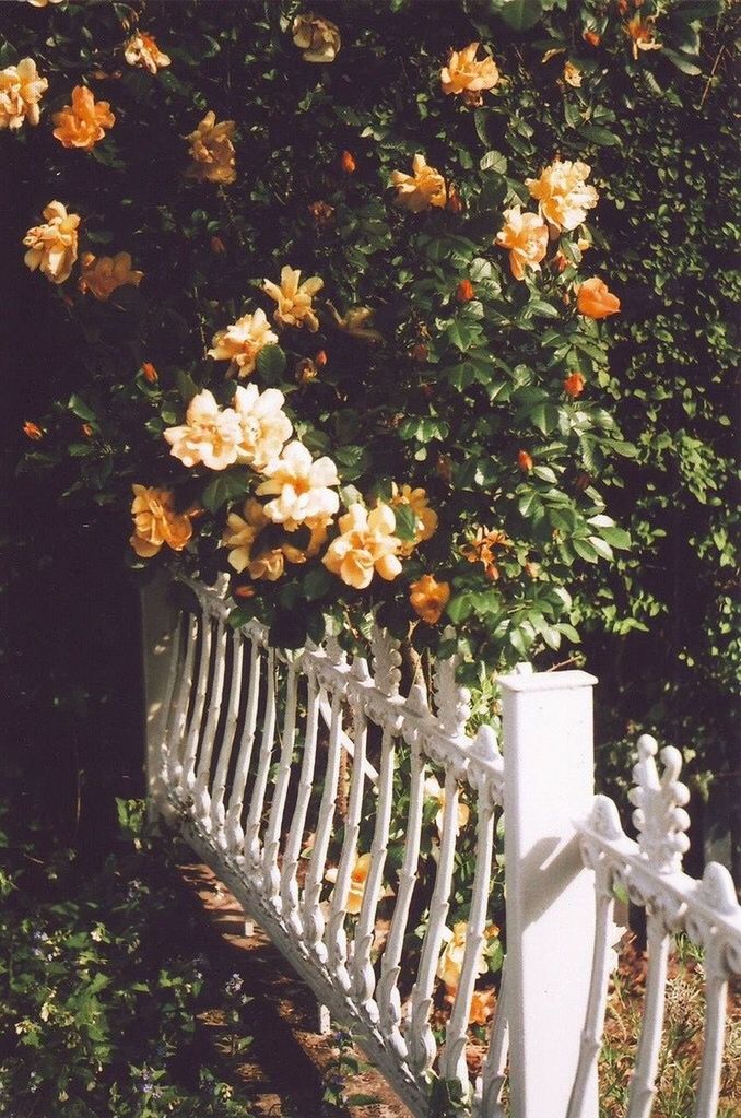 high angle view, growth, plant, nature, in a row, day, fence, tree, outdoors, sunlight, no people, railing, field, flower, park - man made space, beauty in nature, leaf, the way forward, tranquility, abundance