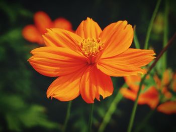 Close-up of orange flower