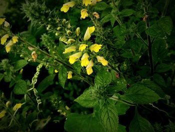 Close-up of yellow flowering plant