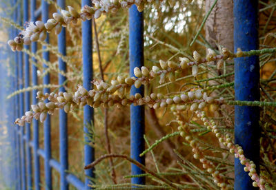 Close-up of rusty metal