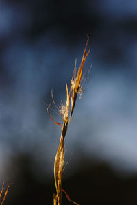 Close-up of dry plant