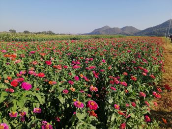 Scenic view of flowering plants on field against sky