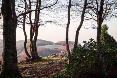 Trees on landscape against sky