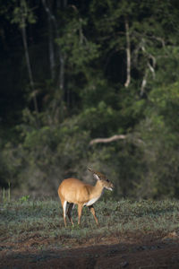 Side view of deer standing on field