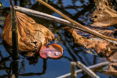 Close-up of turtle in lake