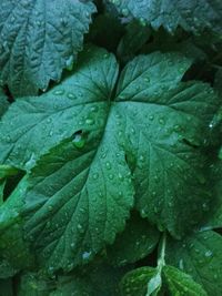 Full frame shot of wet leaves