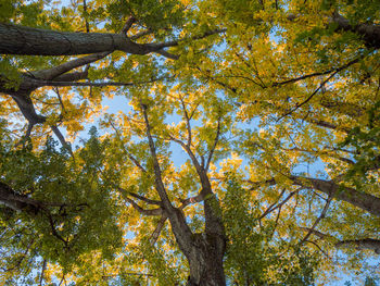 Low angle view of trees in forest during autumn